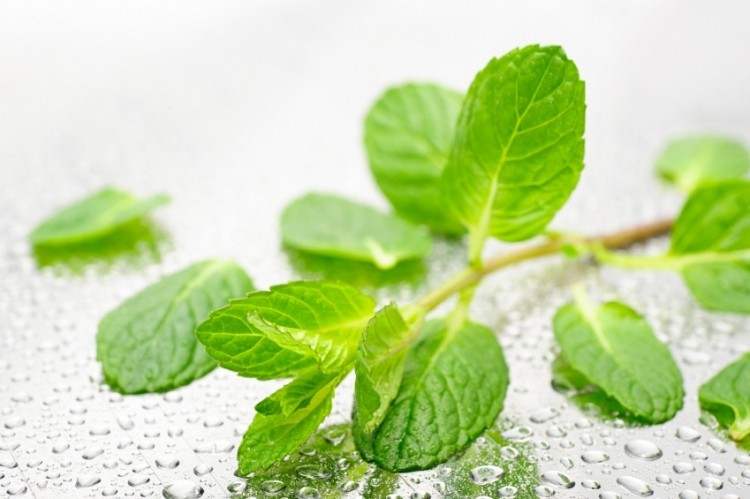 Mint-citrus is one trend thought to be on the rise